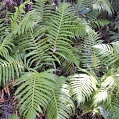 Blechnum cartilagineum (Gristle Fern) at Berry, NSW - 21 Aug 2020 by plants