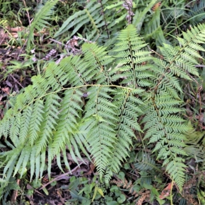 Calochlaena dubia (Rainbow Fern) at Berry, NSW - 21 Aug 2020 by plants