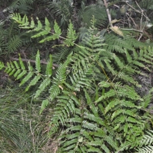 Pteridium esculentum at Berry, NSW - 21 Aug 2020