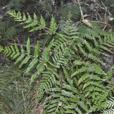 Pteridium esculentum (Bracken) at Berry, NSW - 21 Aug 2020 by plants