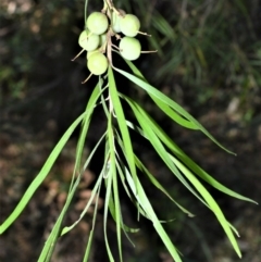 Persoonia linearis (Narrow-leaved Geebung) at Berry, NSW - 21 Aug 2020 by plants
