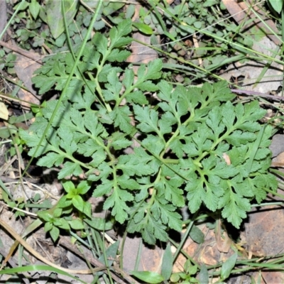 Botrychium australe (Austral Moonwort) at Berry, NSW - 21 Aug 2020 by plants