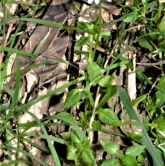 Stellaria flaccida (Forest Starwort) at Seven Mile Beach National Park - 21 Aug 2020 by plants