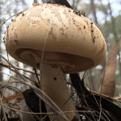 Amanita ochrophylla group at Wapengo, NSW - 29 Mar 2020 by Rose