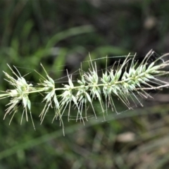 Echinopogon caespitosus (Tufted Hedgehog Grass) at Berry, NSW - 21 Aug 2020 by plants