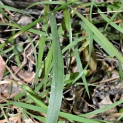 Echinopogon caespitosus at Berry, NSW - 21 Aug 2020