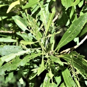 Duboisia myoporoides at Berry, NSW - 21 Aug 2020