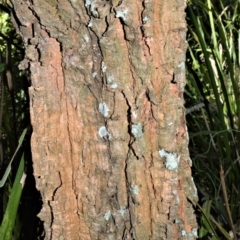 Duboisia myoporoides at Berry, NSW - 21 Aug 2020