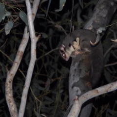 Petaurus norfolcensis (Squirrel Glider) at Splitters Creek, NSW - 24 Aug 2020 by WingsToWander