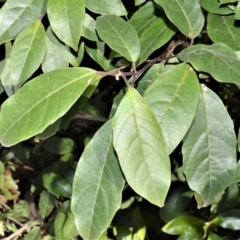 Clerodendrum tomentosum (Hairy Clerodendrum) at Seven Mile Beach National Park - 21 Aug 2020 by plants