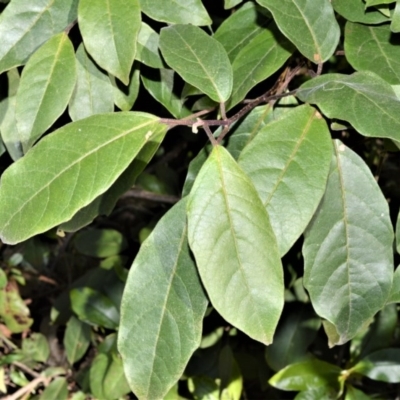 Clerodendrum tomentosum (Hairy Clerodendrum) at Seven Mile Beach National Park - 21 Aug 2020 by plants