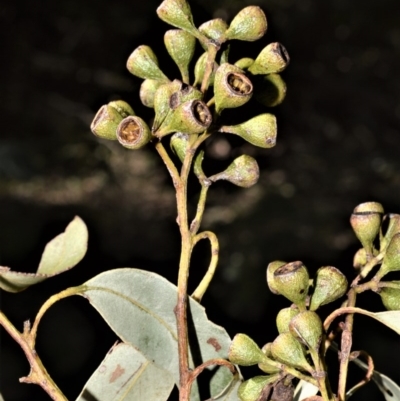Eucalyptus paniculata (Grey Ironbark) at Berry, NSW - 21 Aug 2020 by plants