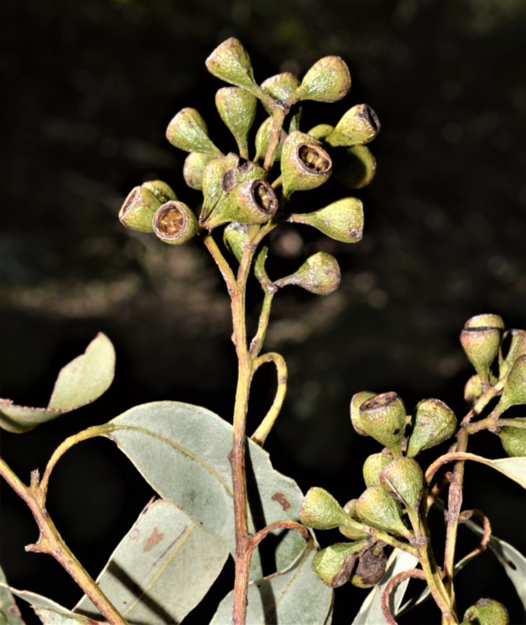 Eucalyptus paniculata at Berry, NSW - 21 Aug 2020
