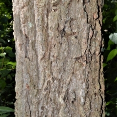 Eucalyptus paniculata at Berry, NSW - 21 Aug 2020