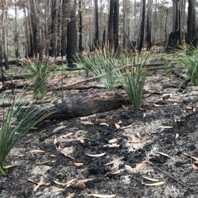 Xanthorrhoea concava (Grass Tree) at Mumbulla State Forest - 29 Mar 2020 by Rose