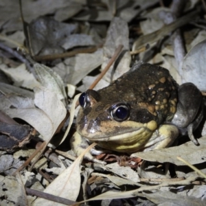 Limnodynastes dumerilii at Albury - 24 Sep 2019 09:49 PM