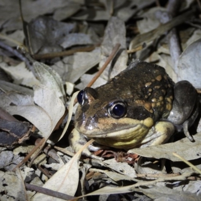 Limnodynastes dumerilii (Eastern Banjo Frog) at Wonga Wetlands - 24 Sep 2019 by WingsToWander