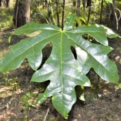 Brachychiton acerifolius (Illawarra Flame Tree) at Seven Mile Beach National Park - 21 Aug 2020 by plants