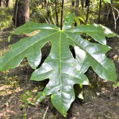 Brachychiton acerifolius (Illawarra Flame Tree) at Seven Mile Beach National Park - 21 Aug 2020 by plants