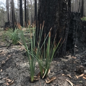 Xanthorrhoea concava at Wapengo, NSW - 29 Mar 2020
