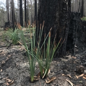 Xanthorrhoea concava at Wapengo, NSW - suppressed