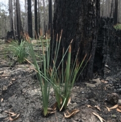 Xanthorrhoea concava (Grass Tree) at Mumbulla State Forest - 29 Mar 2020 by Rose