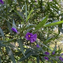 Solanum aviculare (Kangaroo Apple) at Wodonga - 30 Sep 2019 by WingsToWander