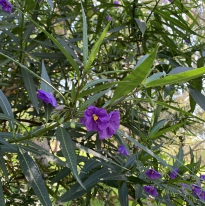 Solanum aviculare (Kangaroo Apple) at Wodonga Regional Park - 30 Sep 2019 by WingsToWander