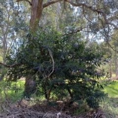 Solanum aviculare at Wodonga Regional Park - 30 Sep 2019 02:16 PM