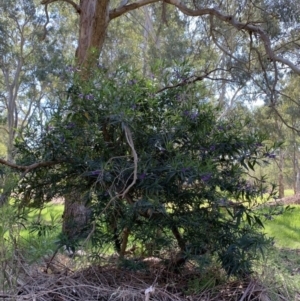 Solanum aviculare at Wodonga Regional Park - 30 Sep 2019