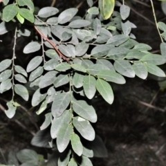 Breynia oblongifolia (Coffee Bush) at Seven Mile Beach National Park - 21 Aug 2020 by plants