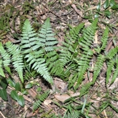 Hypolepis muelleri (Harsh Ground Fern, Swamp Bracken) at Seven Mile Beach National Park - 21 Aug 2020 by plants
