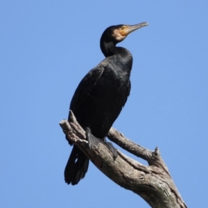 Phalacrocorax carbo at Splitters Creek, NSW - 14 Sep 2019 02:00 AM
