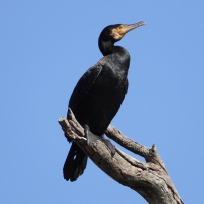 Phalacrocorax carbo (Great Cormorant) at Wonga Wetlands - 13 Sep 2019 by WingsToWander
