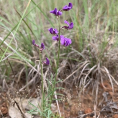 Swainsona recta (Small Purple Pea) at Bonegilla, VIC - 7 Oct 2019 by WingsToWander