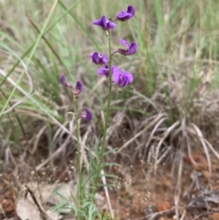 Swainsona recta (Small Purple Pea) at Bonegilla Bushland Reserve - 7 Oct 2019 by WingsToWander
