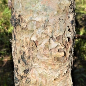 Melaleuca linariifolia at Berry, NSW - 21 Aug 2020 11:43 PM