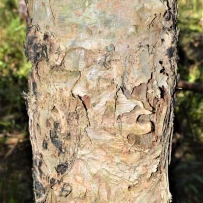 Melaleuca linariifolia (Flax-leaved Paperbark) at Seven Mile Beach National Park - 21 Aug 2020 by plants