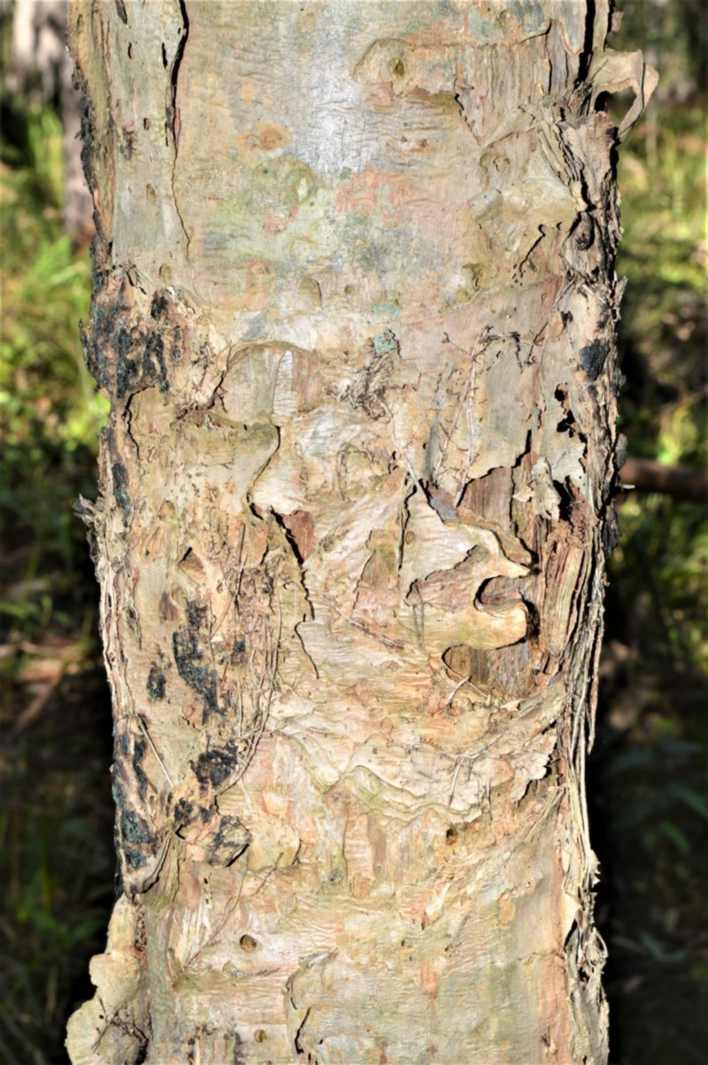 Melaleuca linariifolia at Berry, NSW - 21 Aug 2020