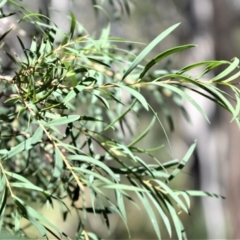 Melaleuca linariifolia at Berry, NSW - 21 Aug 2020 11:43 PM