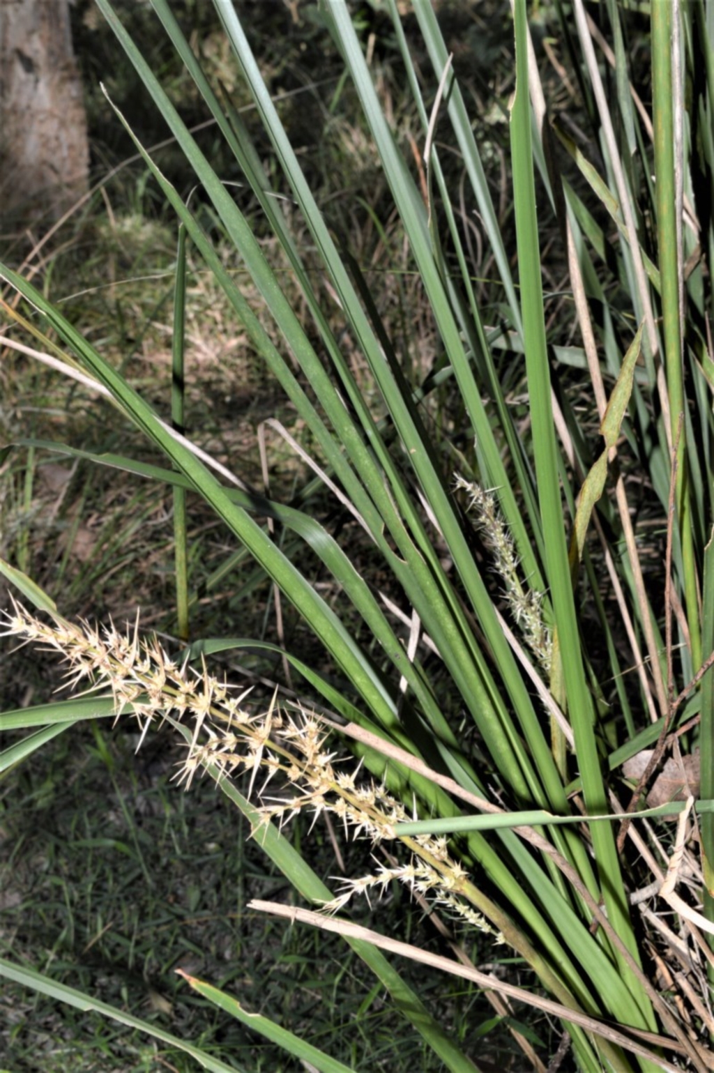 Lomandra longifolia at Berry, NSW - 21 Aug 2020