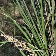 Lomandra longifolia (Spiny-headed Mat-rush, Honey Reed) at Berry, NSW - 21 Aug 2020 by plants