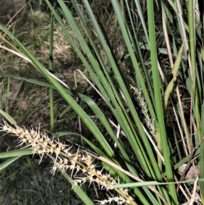 Lomandra longifolia (Spiny-headed Mat-rush, Honey Reed) at Berry, NSW - 21 Aug 2020 by plants