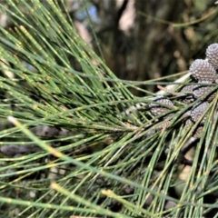 Casuarina glauca (Swamp She-oak) at Berry, NSW - 21 Aug 2020 by plants