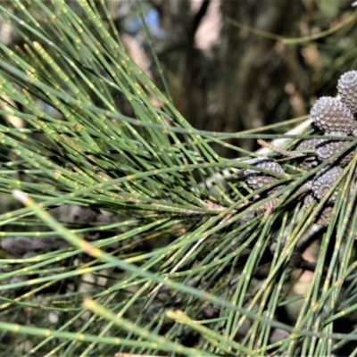 Casuarina glauca (Swamp She-oak) at Berry, NSW - 21 Aug 2020 by plants