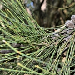Casuarina glauca (Swamp She-oak) at Seven Mile Beach National Park - 21 Aug 2020 by plants