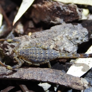 Lychas marmoreus at Albury - 5 Nov 2020