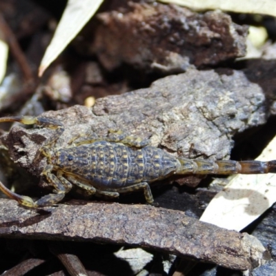 Lychas marmoreus (Little Marbled Scorpion) at Albury - 5 Nov 2020 by WingsToWander