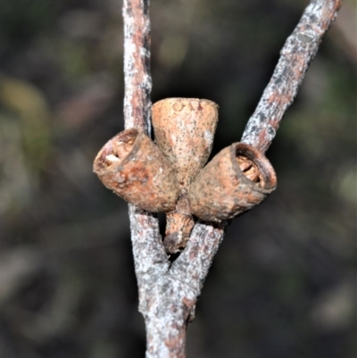 Eucalyptus botryoides (Bangalay, Southern Mahogany) at Berry, NSW - 21 Aug 2020 by plants