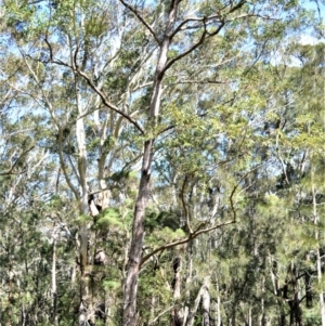 Eucalyptus botryoides at Seven Mile Beach National Park - 21 Aug 2020 11:52 PM